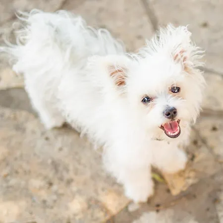 Apartman Matteo Bale