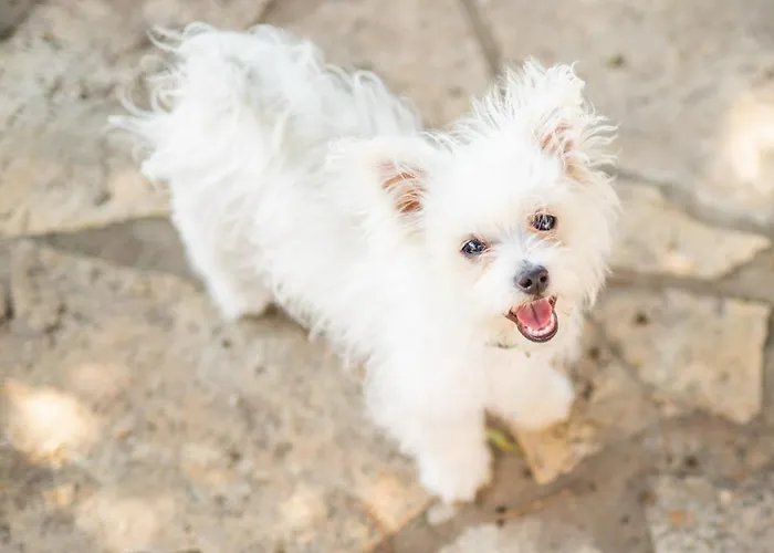 Apartman Matteo Bale